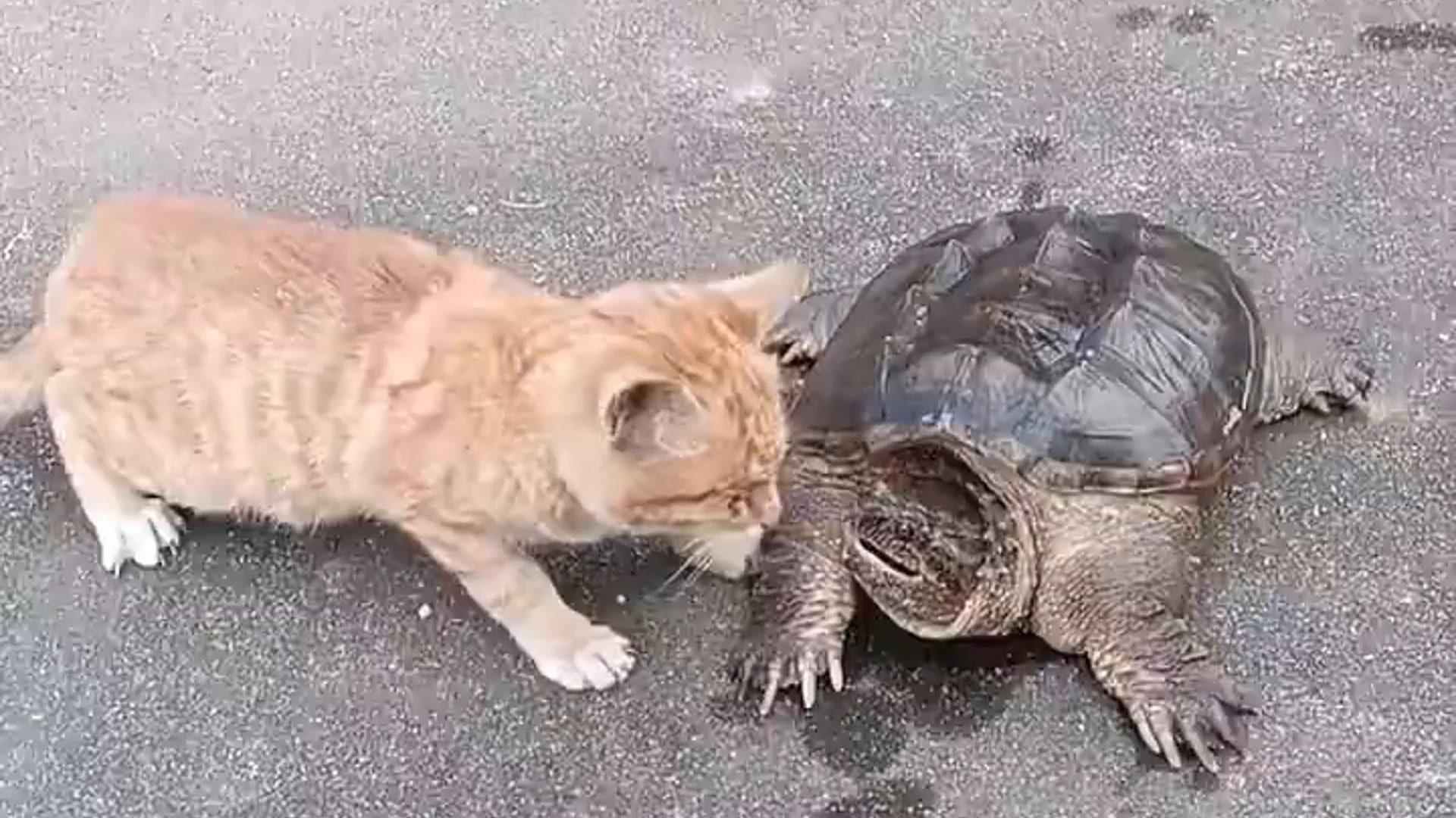 猫的速度到底有多快，这反应能力真的是没谁了。