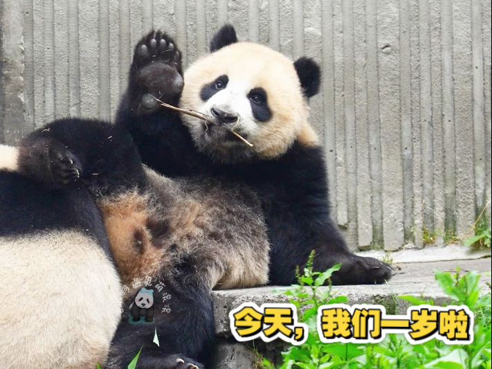 今天我们一岁啦！宅宅美&豆豆龙6.29生日快乐！胖青辛苦啦