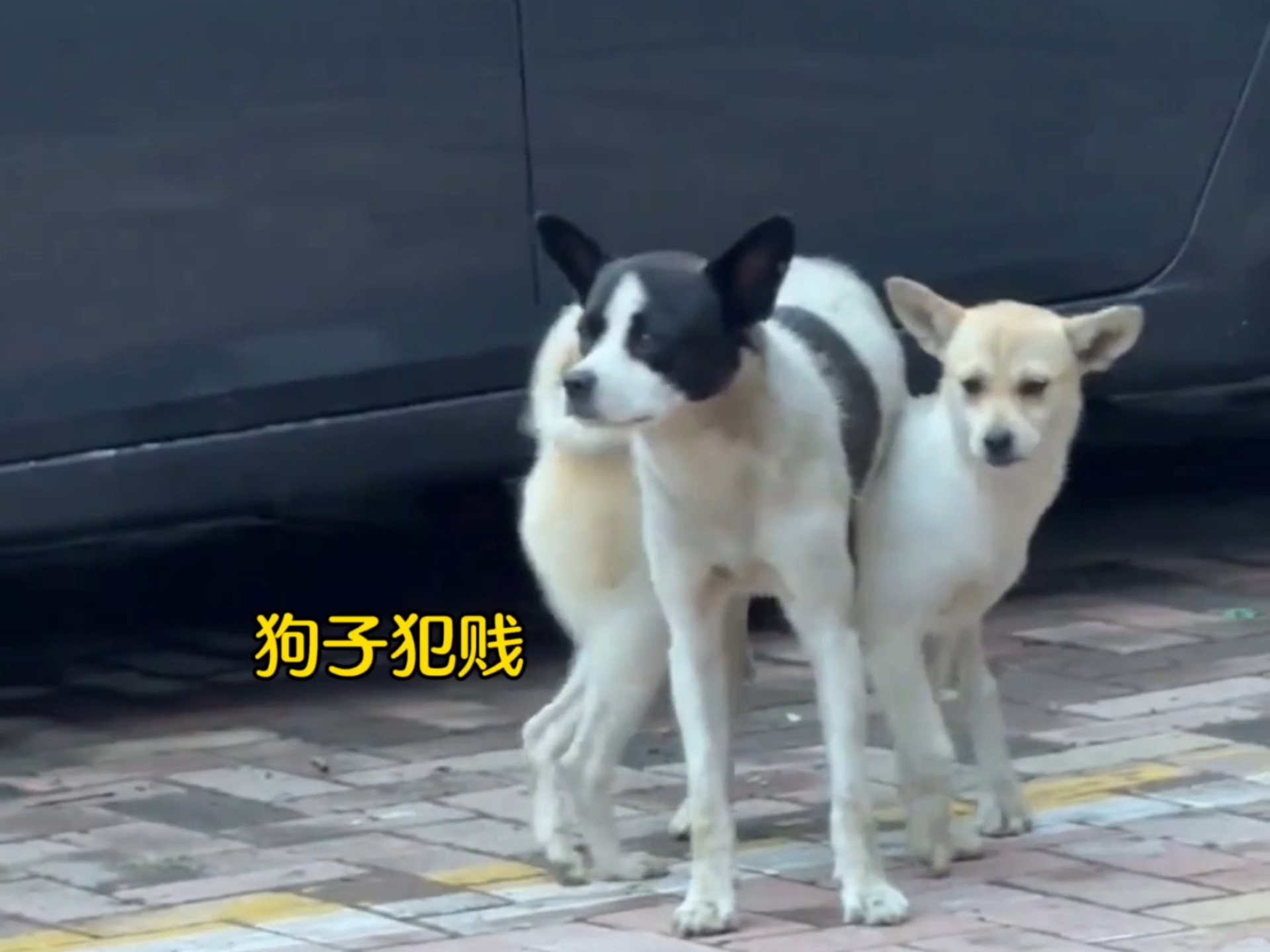 狗狗犯贱的样子真是太逗了！