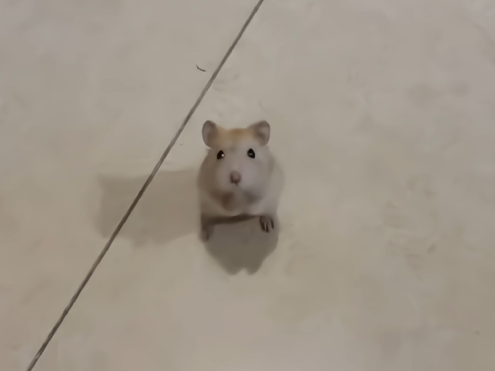 hello，还养吗？我承认我之前有点装了