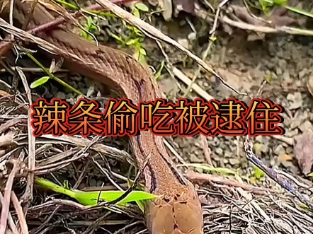 辣条爬进鸟巢偷吃雏鸟被鸟父母当场抓住！