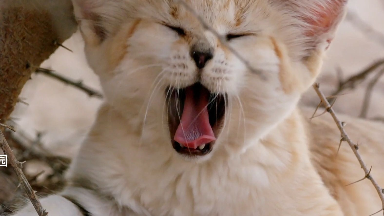 沙漠中最凶萌的猎手