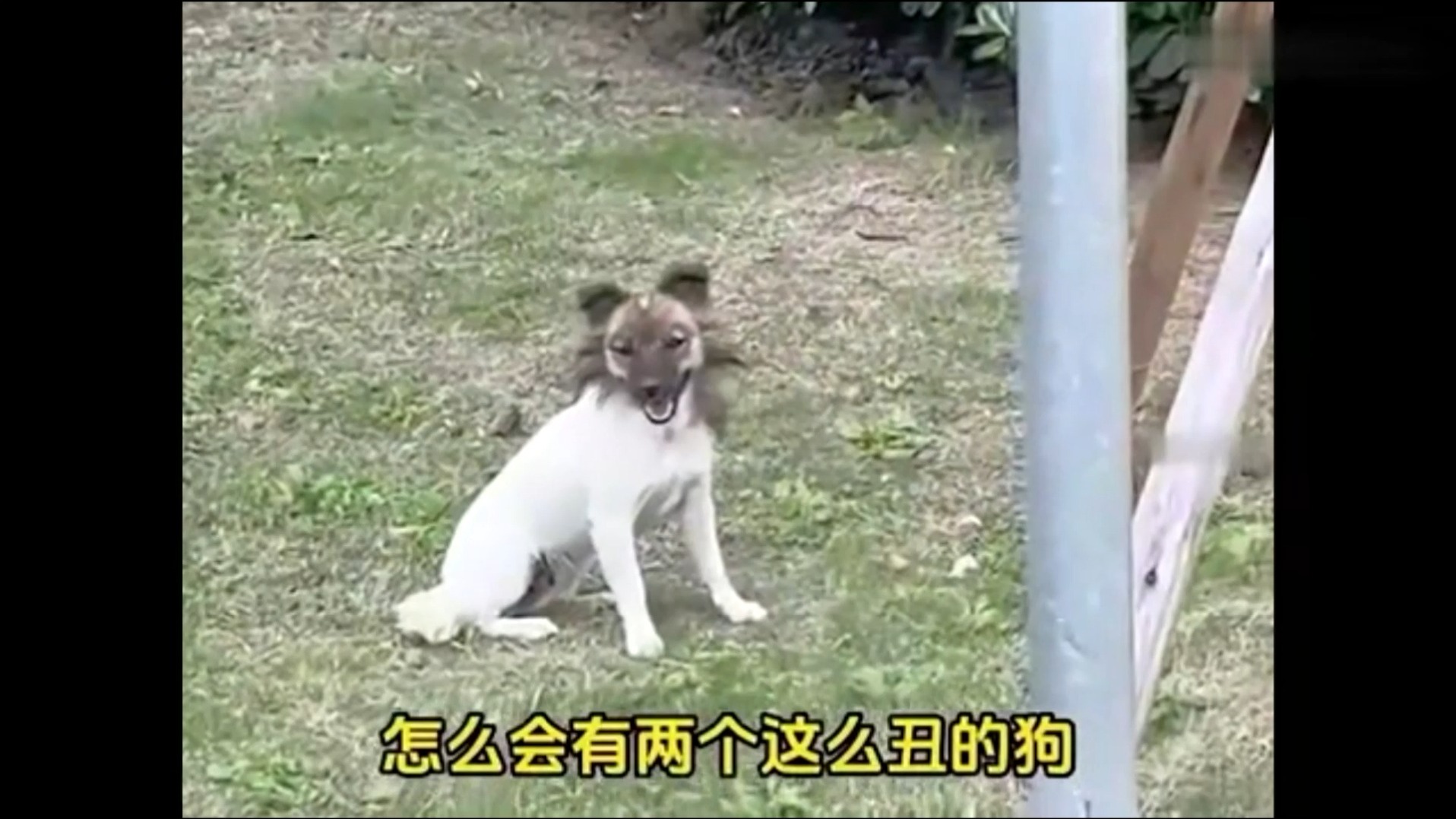 主人给狗狗穿鞋，狗狗霸气出场 气场很足。网友：这不高飞嘛！