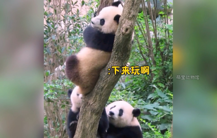 熊猫幼年园开学，害羞的润泽润洋遇到了热情的小伙伴！