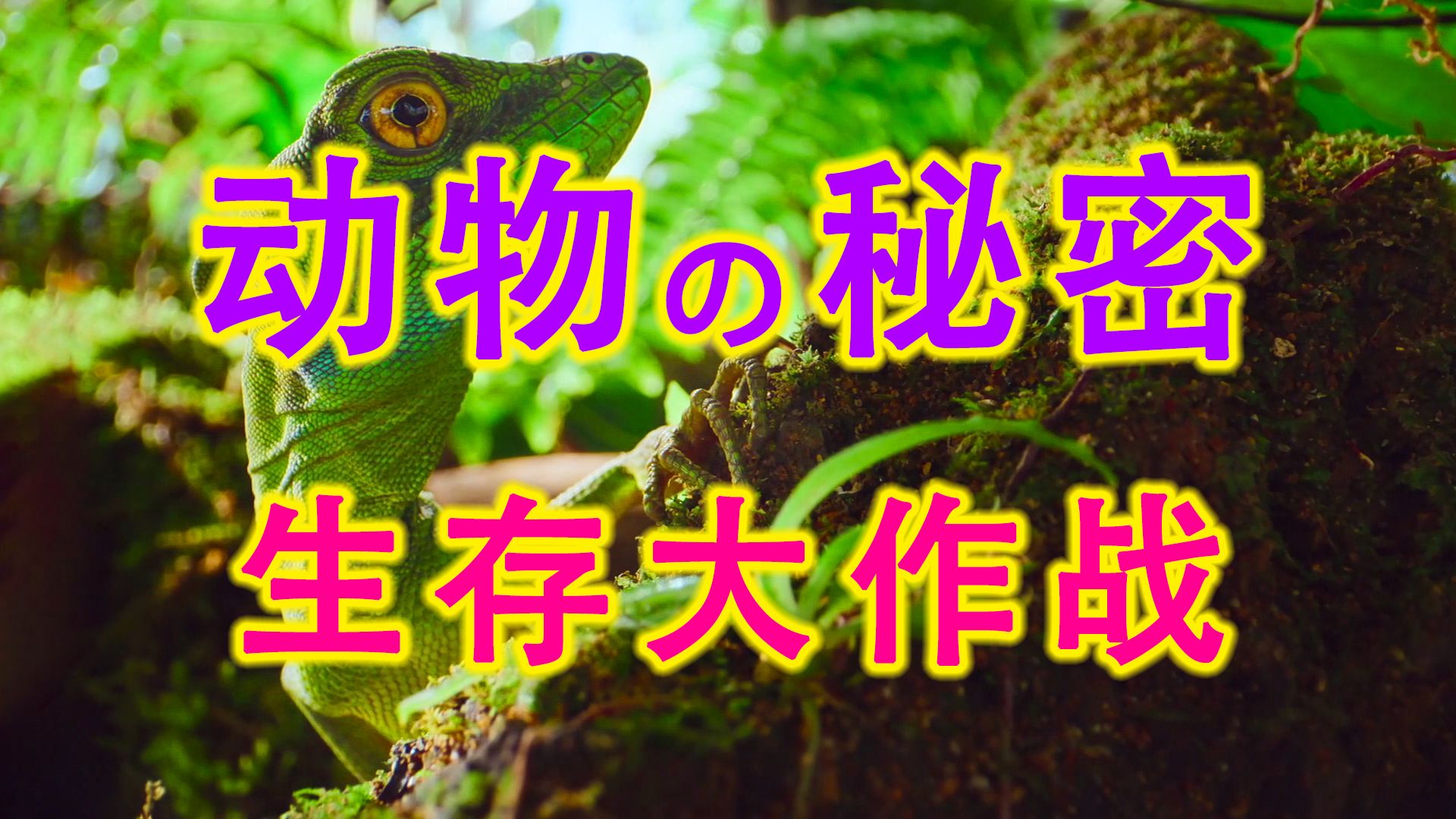 动物的秘密-01《生存大作战》