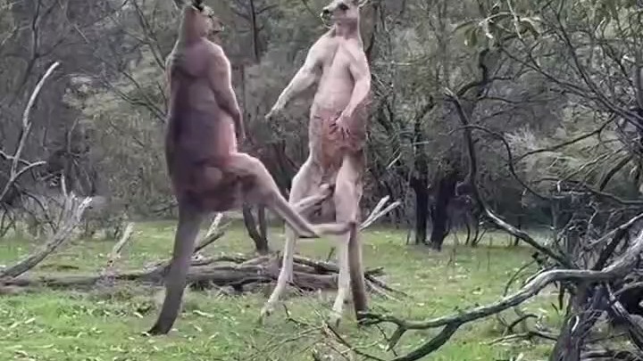 两只在打架的袋鼠