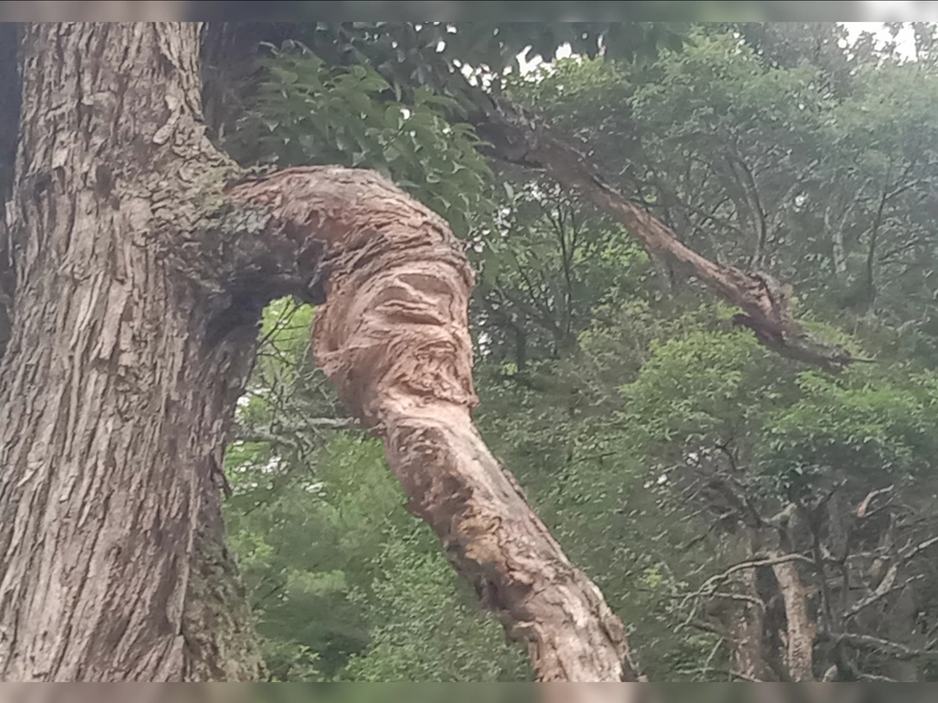 天心大师自嘲集，外缘文明乏力，重返自了汉境界
