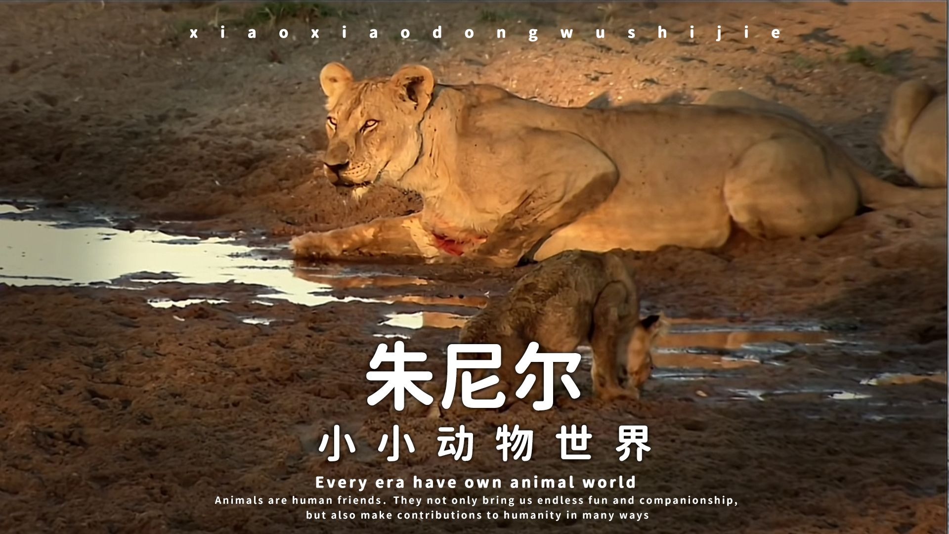 小狮子朱尼尔