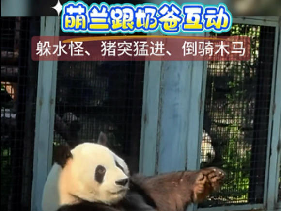 6.23萌兰跟奶爸互动，躲水怪、猪突猛进、倒骑木马、跳扭扭舞一