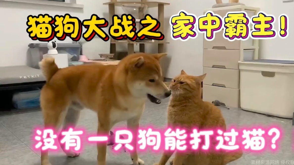 猫狗大战之家中霸主！没有一只狗能打过猫？