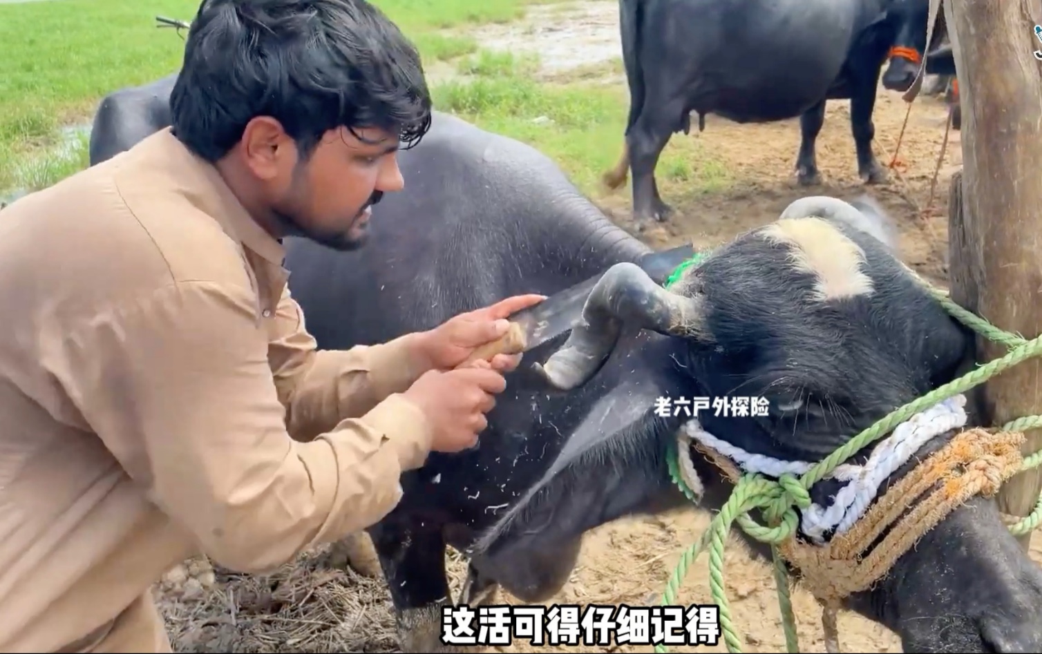 牛角发生了变异，三哥用锯齿切断牛角，这是怎么回事？