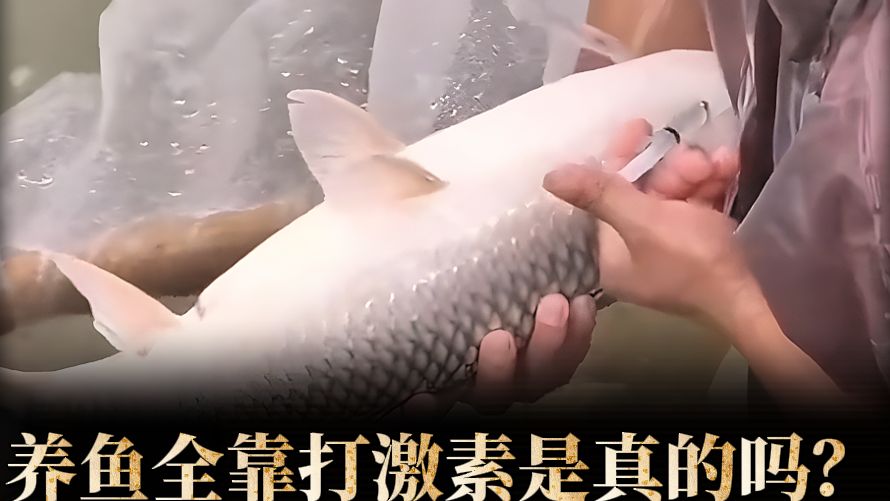 养鱼全靠打激素，是真的吗？