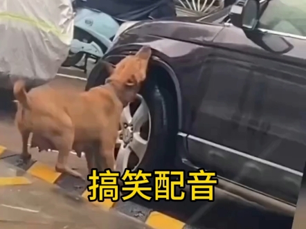 狗狗复仇记搞笑配音