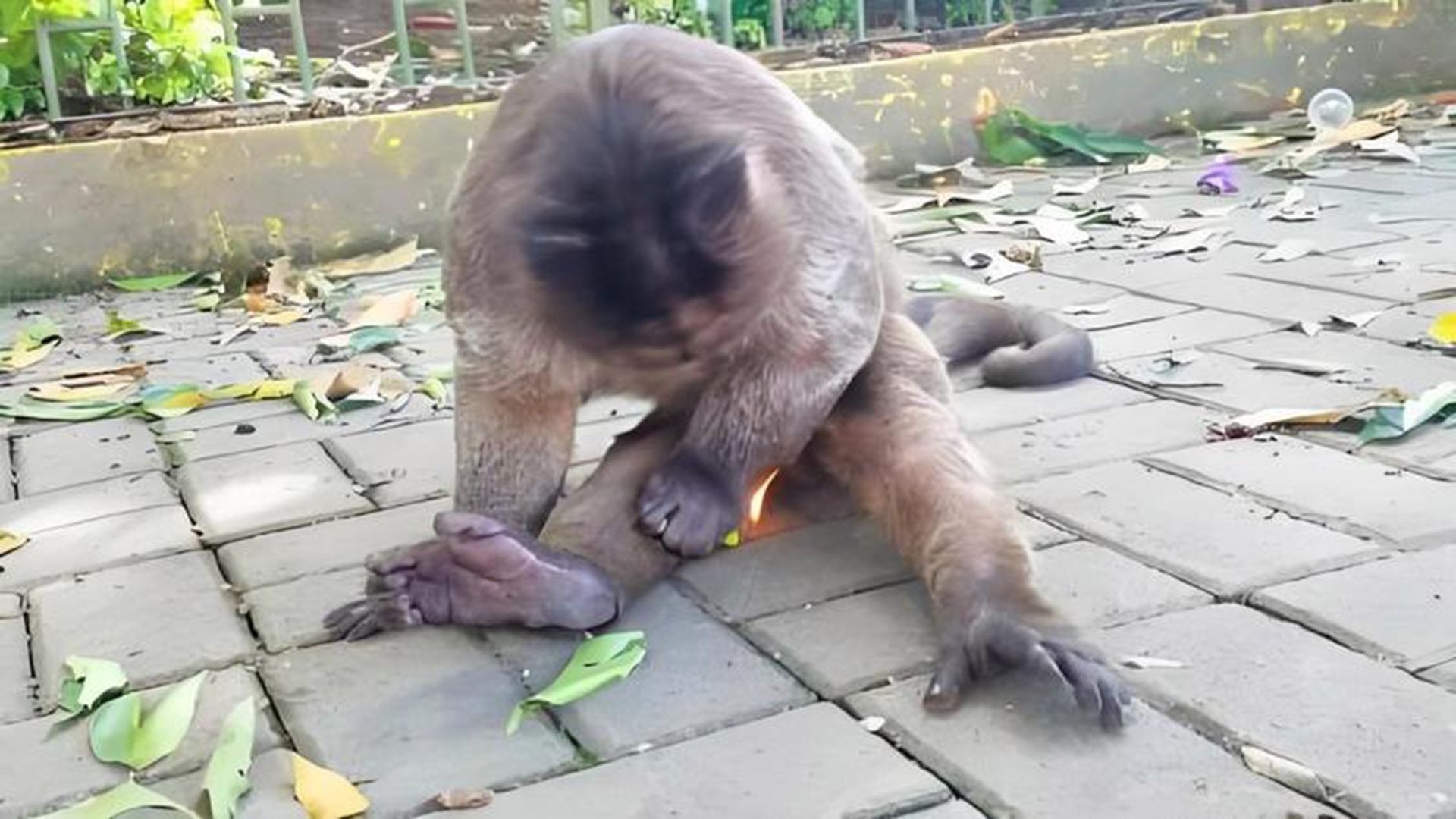 猴子捡到一个打火机，无意间学会使用方法，下一秒憋住别笑