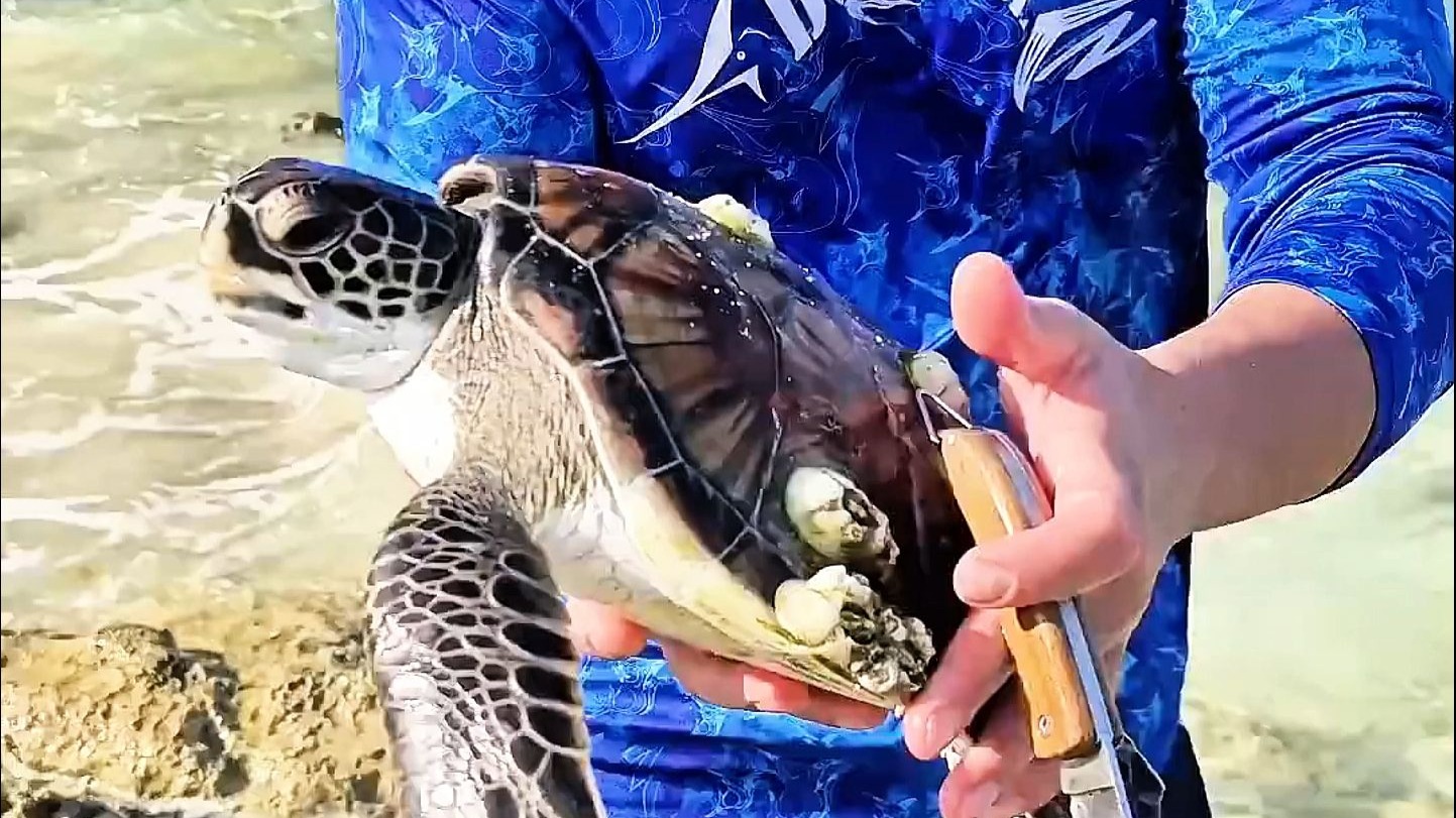 继续给小海龟清理藤壶