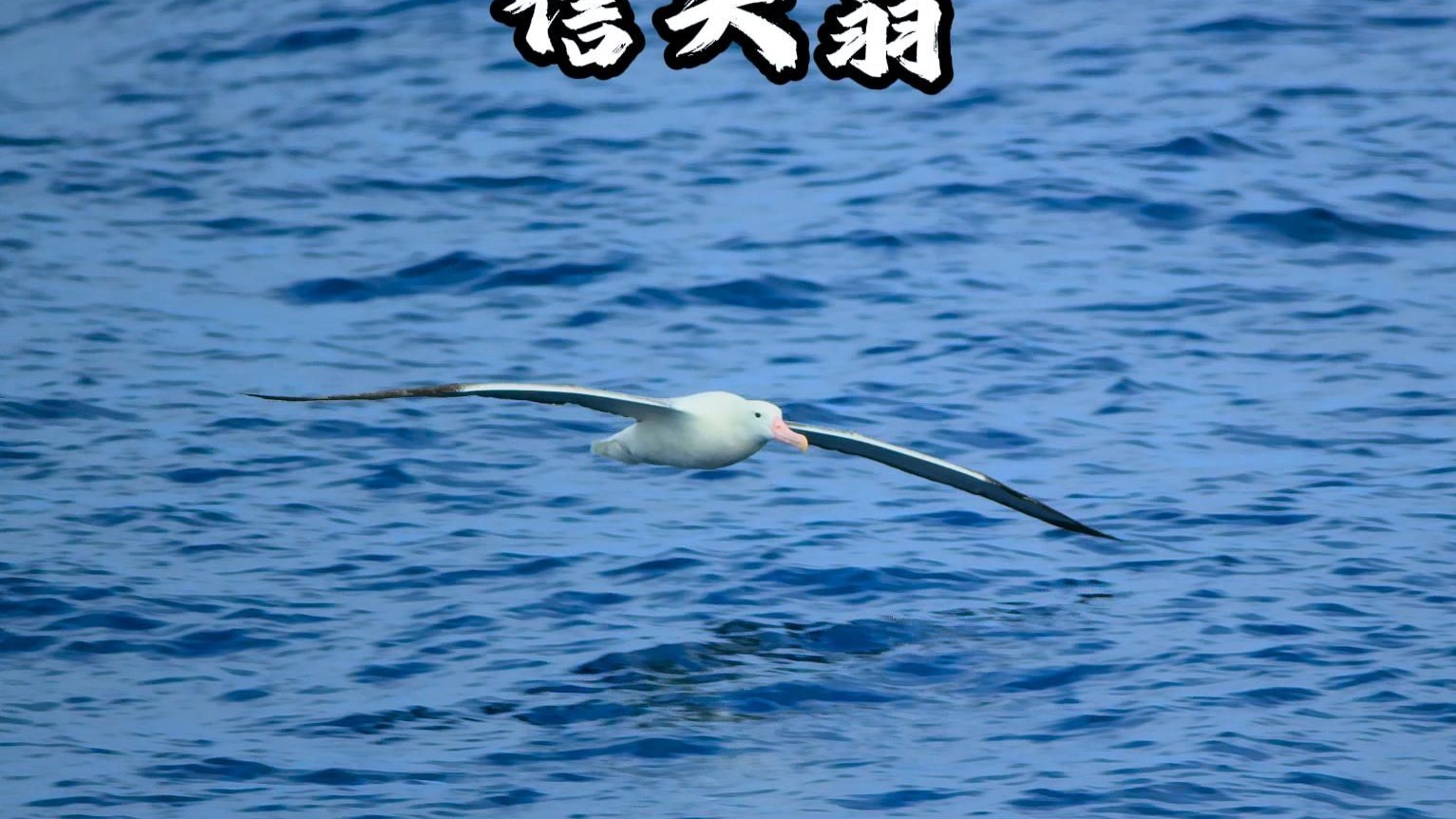 我在海上一直漂泊整整一年，365天如一日