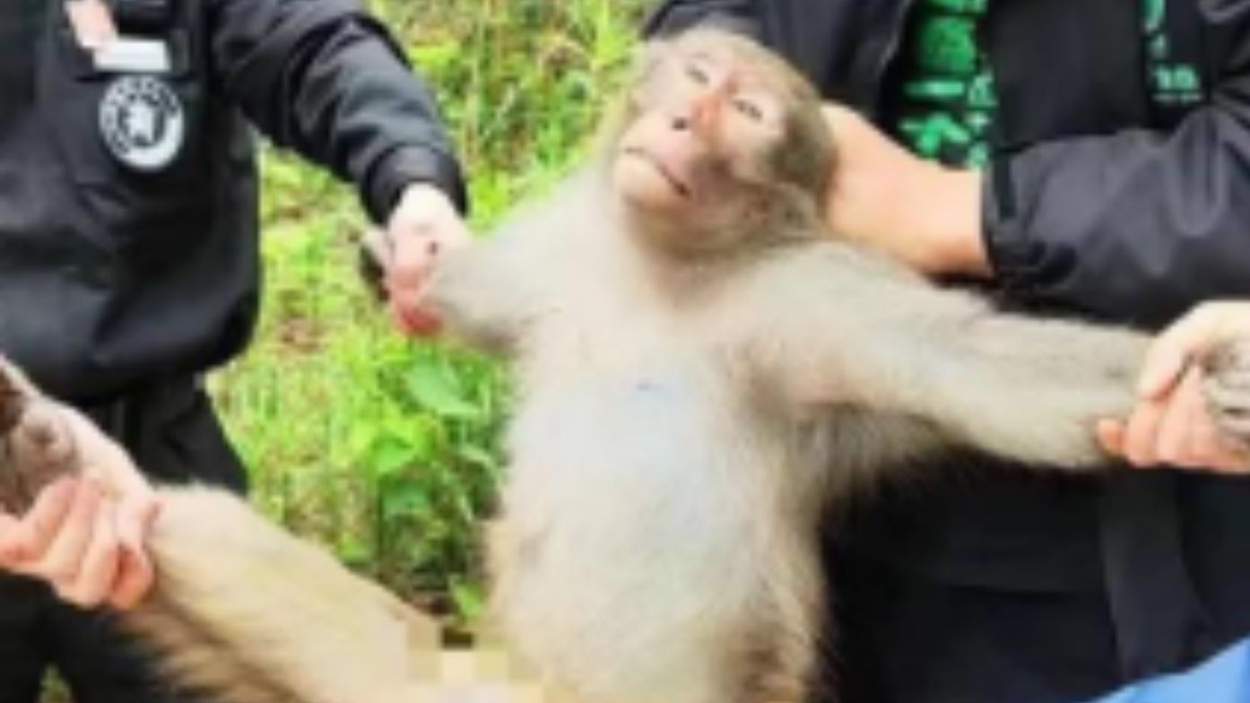可怜的猴哥又被印尼人抓住了，烧烤架都搬出来啦~~