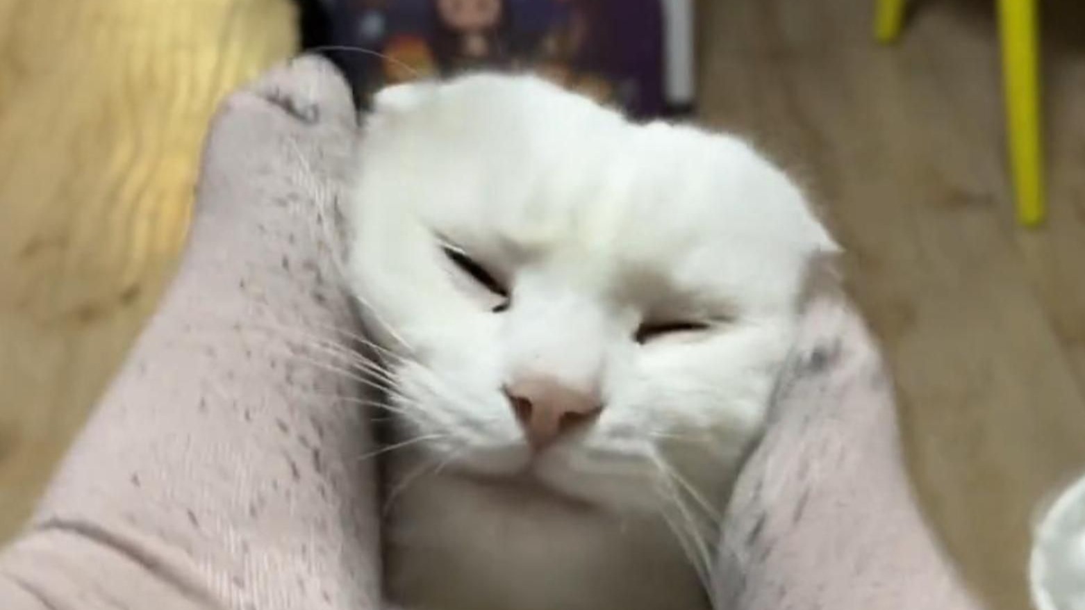 猫：同事之间不要开这种玩笑啊~~