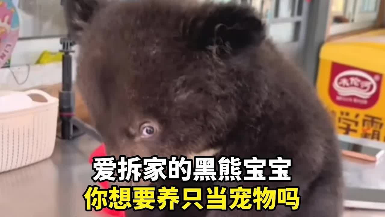 爱拆家的黑熊宝宝，你想要养只当宠物吗？