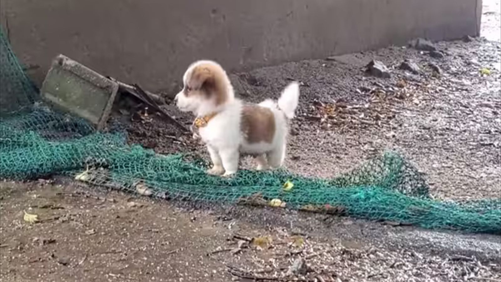 本来挺喜欢小狗的~