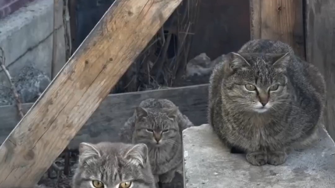 猫咪在混黑社会