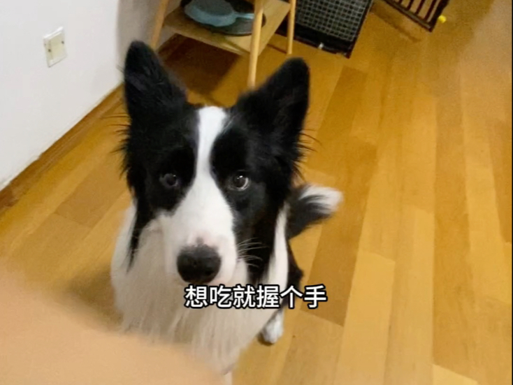 嘴馋小狗