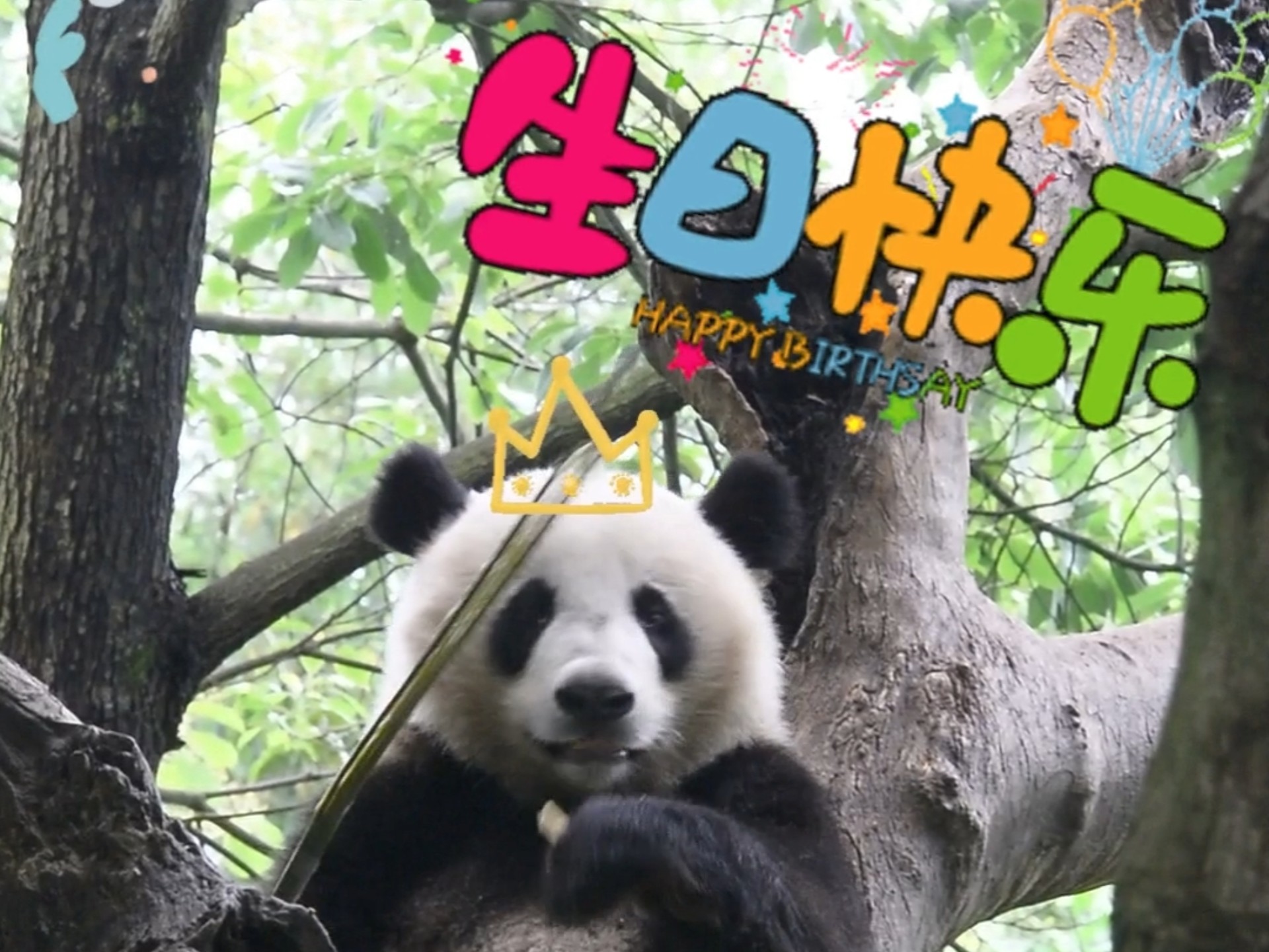 可爱的小吉福生日快乐！