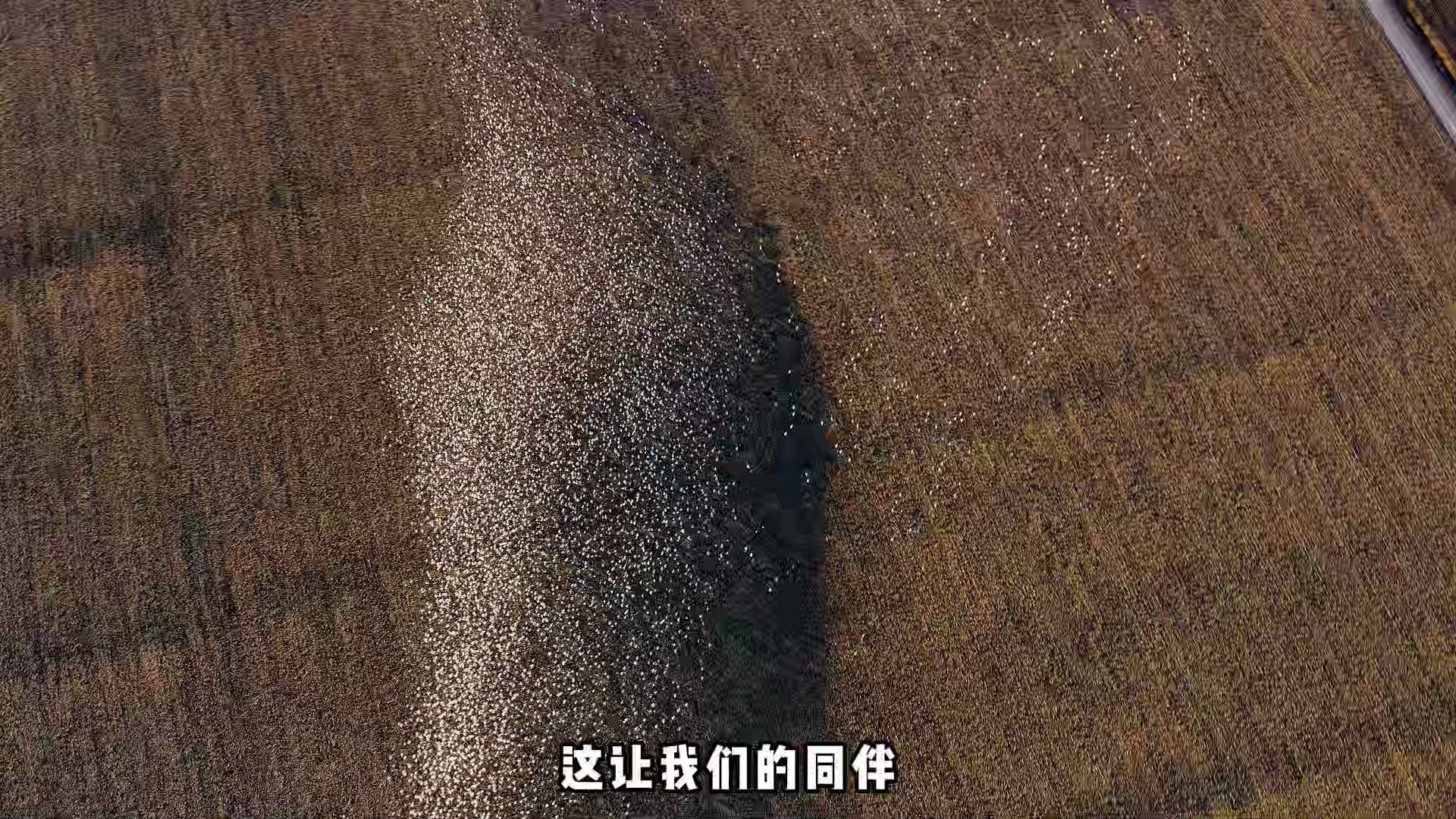 迁移之路雪雁