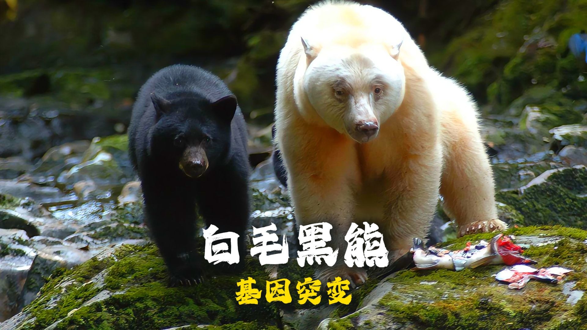 白 毛 黑 熊
