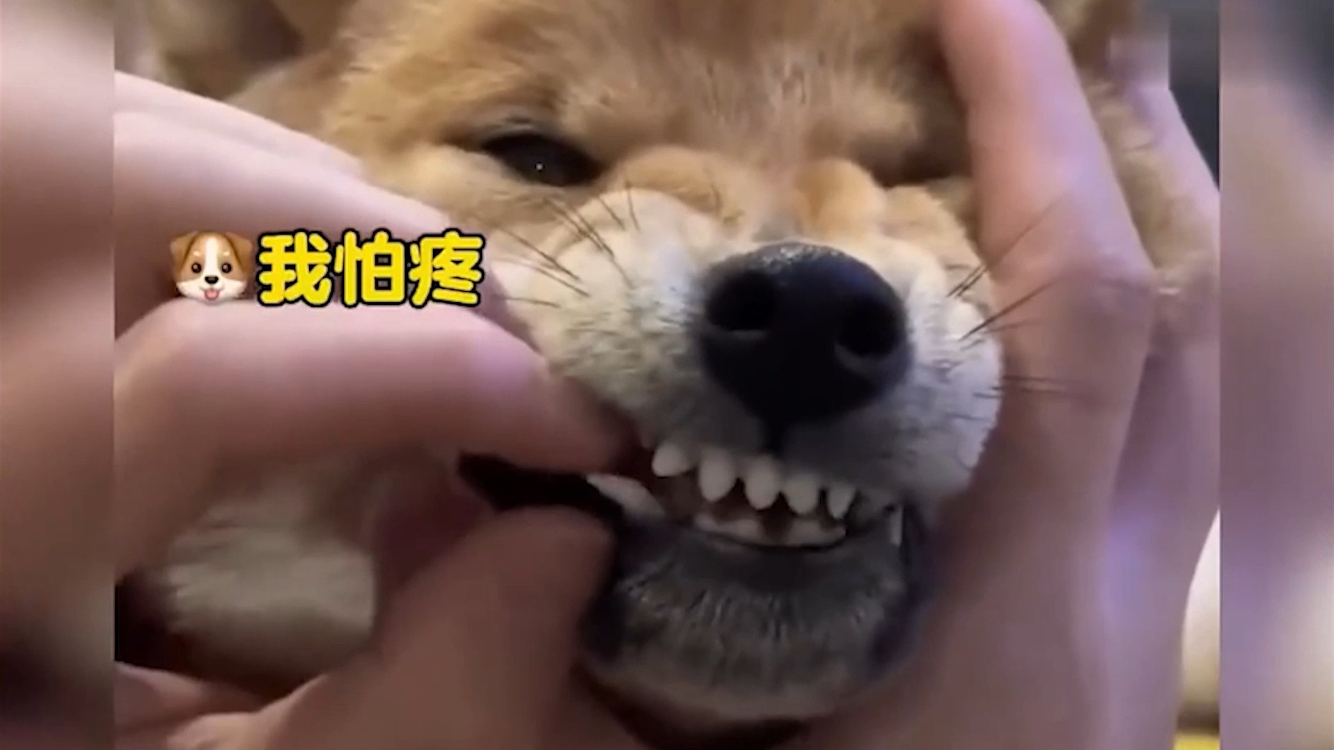 主人带着狗子冲浪 狗子竟然还知道压弯 狗子：日子怎么可能跟谁