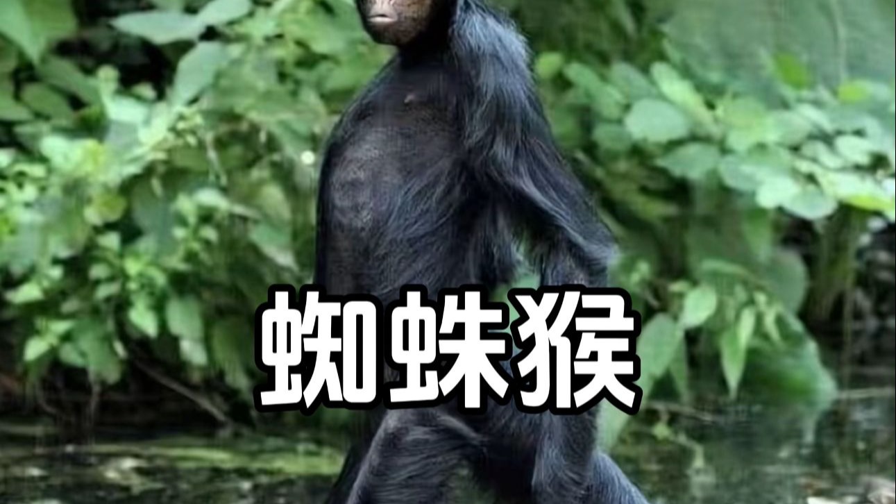 蜘蛛猴虽然有点丑，但是也不太好看！