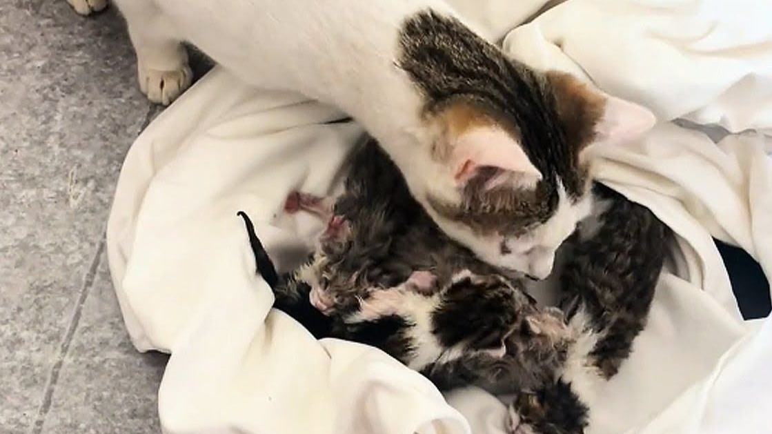 我家猫昨天刚生了5只小猫，今天我又带了6只回家…