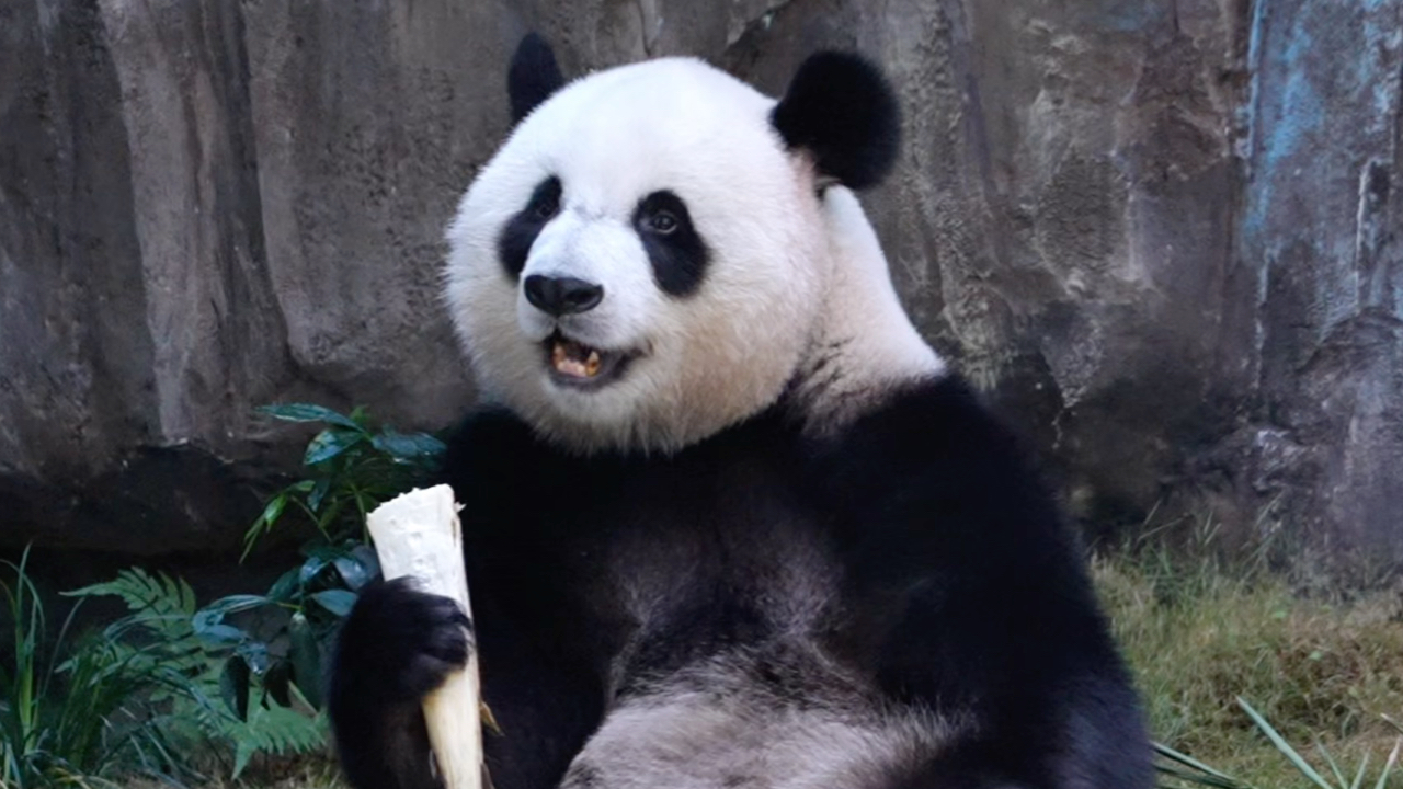 香港出差的甜可，真的熊如其名又圆又可爱
