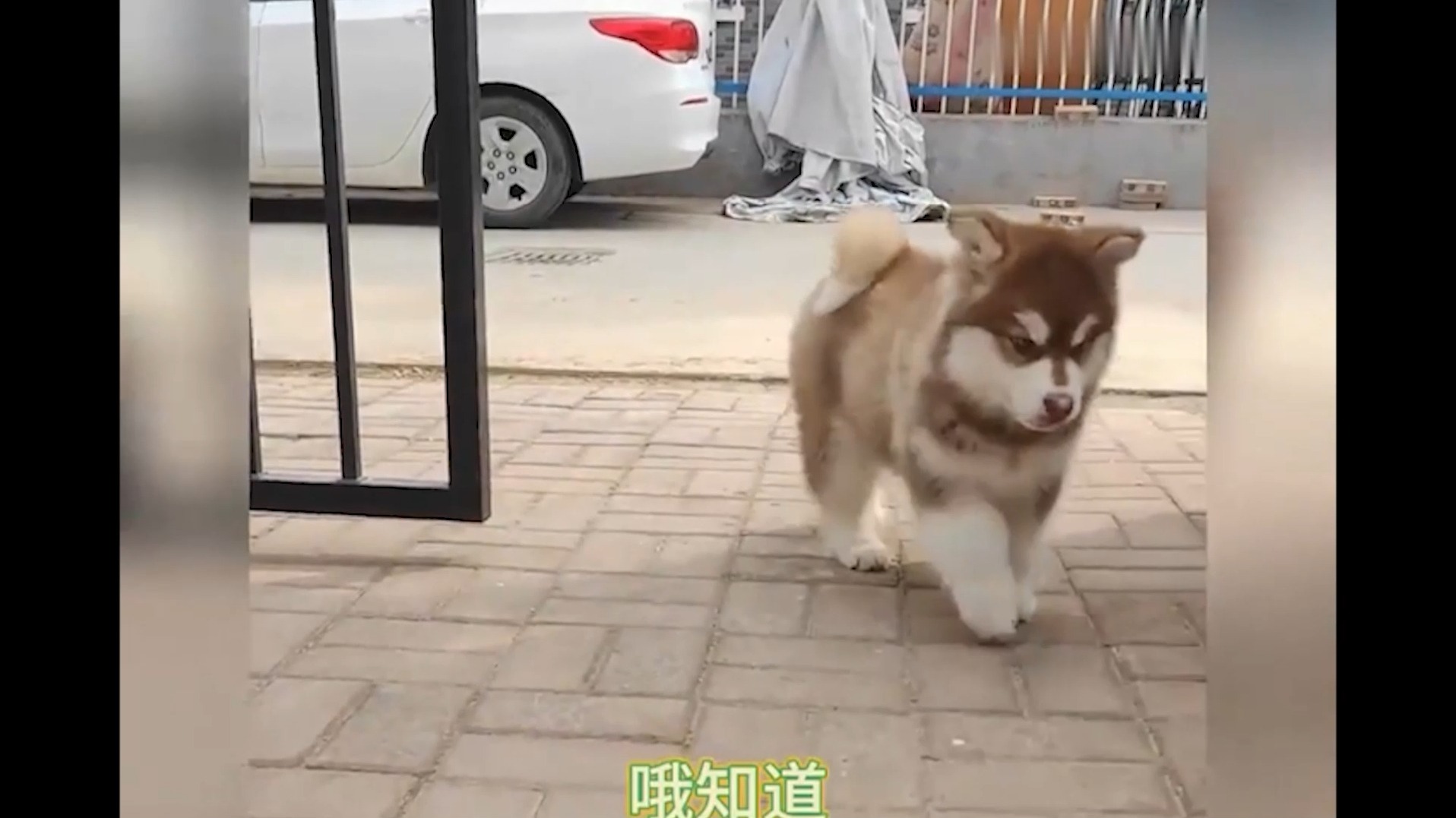 主人带狗狗遛弯狗狗突然一动不动 下个瞬间狗狗上演“徒口抓
