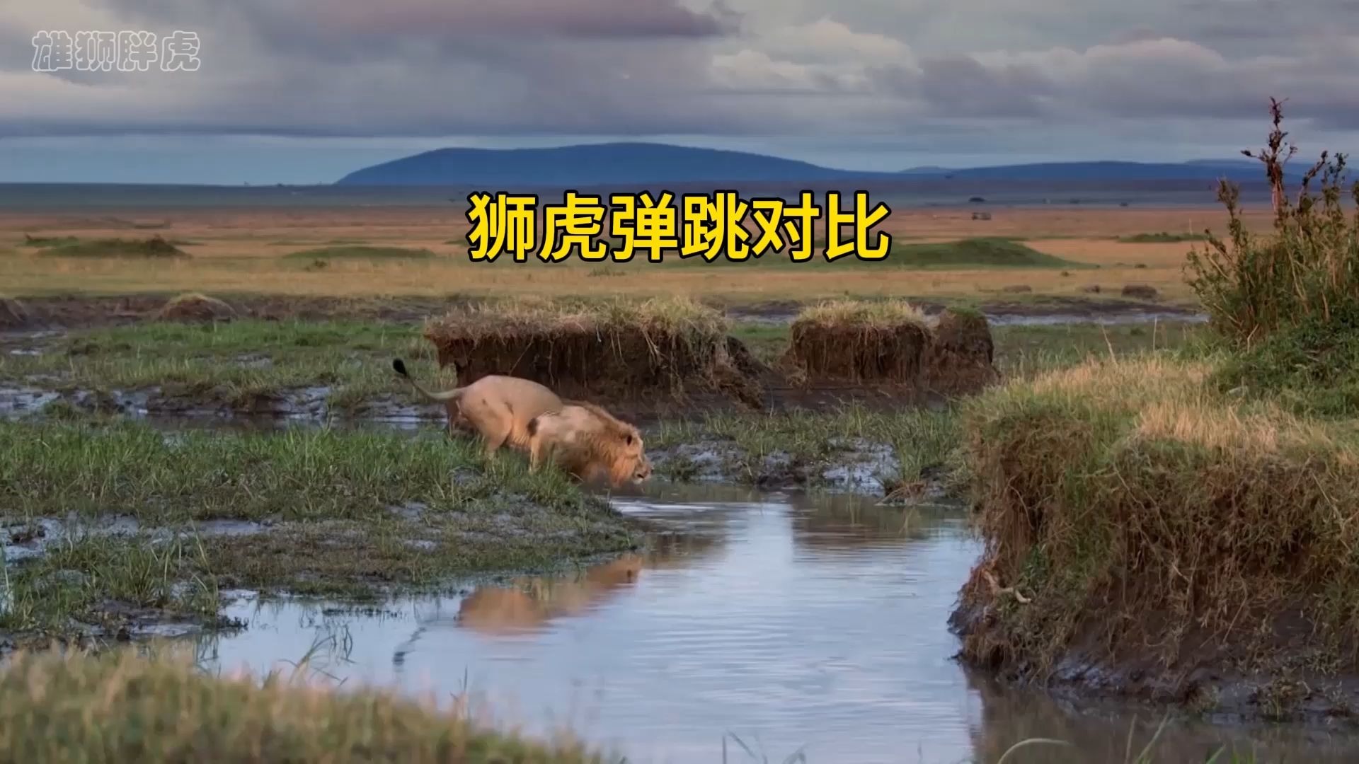 对比老虎狮子跳远，狮子简直太差劲了