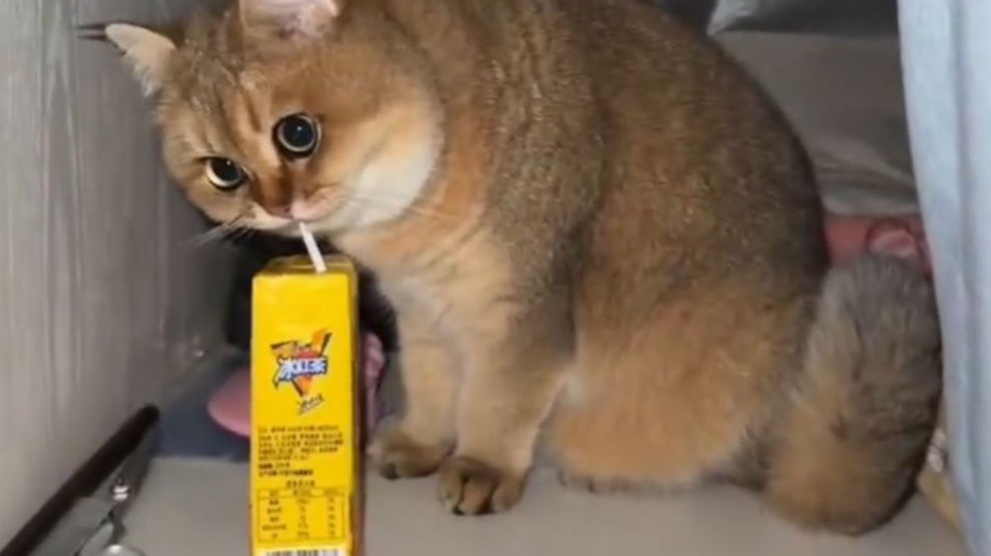 猫：有这么好的东西，你早该拿出来啦。