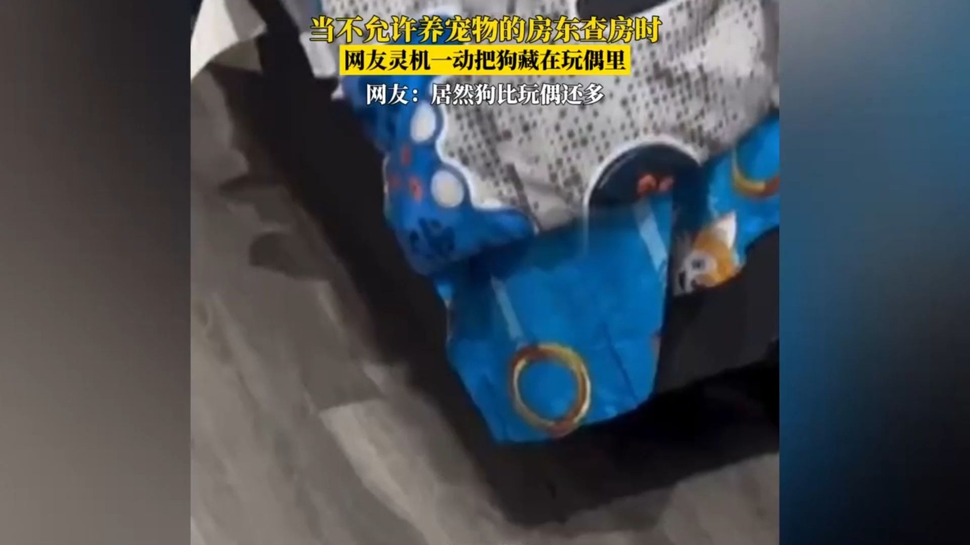 这也行？当不允许养宠物的房东查房时，网友把狗藏在玩偶里！