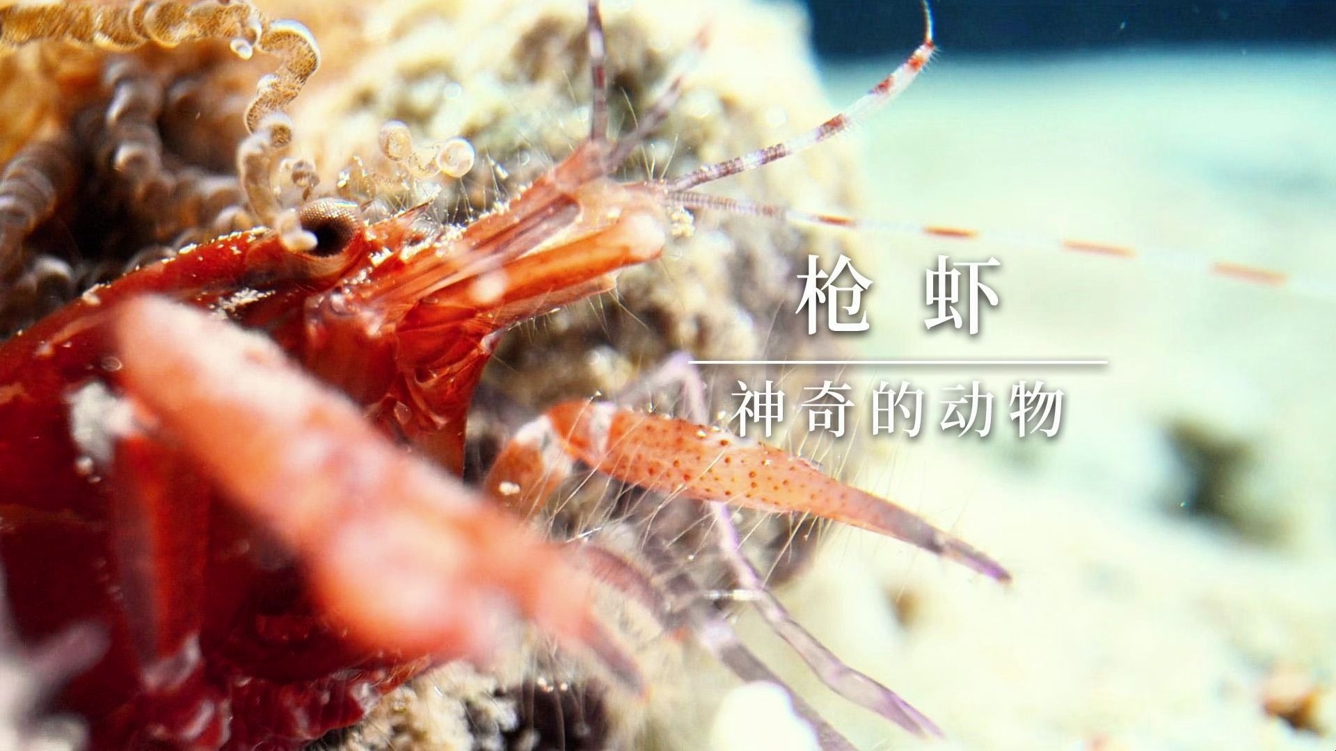 海洋王国里的神奇小枪手~
