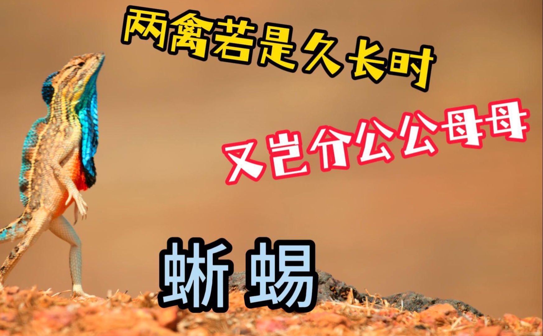 爱一个人是藏不住的，爱两个人必须得藏住喽；想恋爱的小蜥蜴