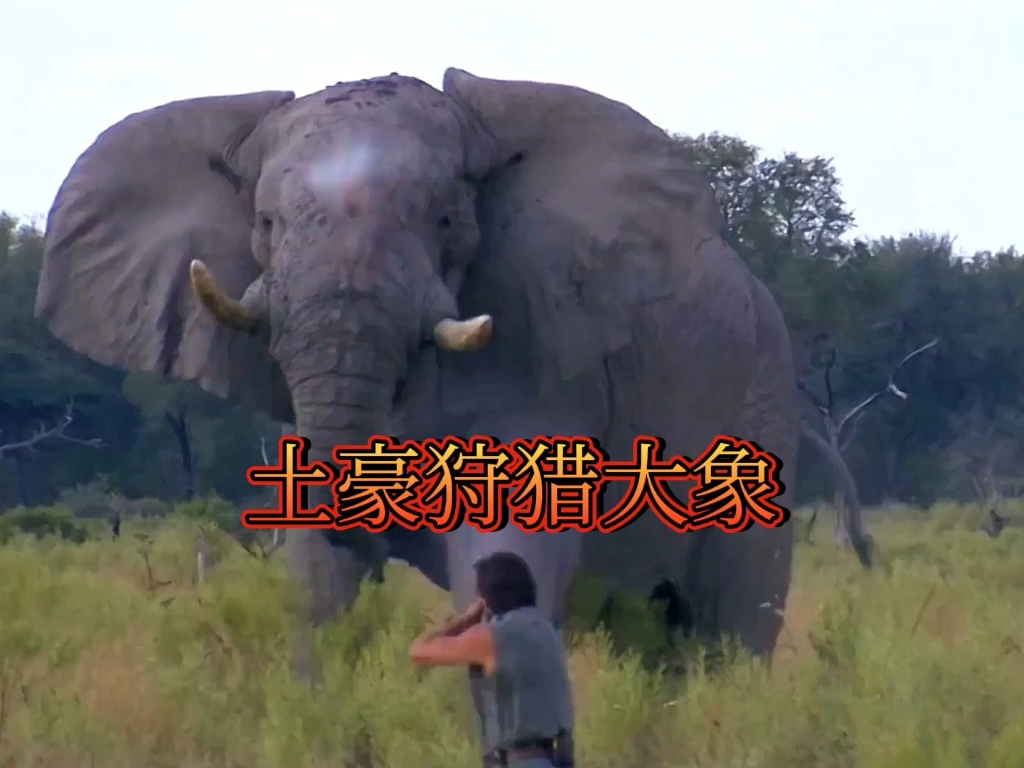 土豪花重金在非洲合法狩猎大象#野生动物零距离 #神奇动物在