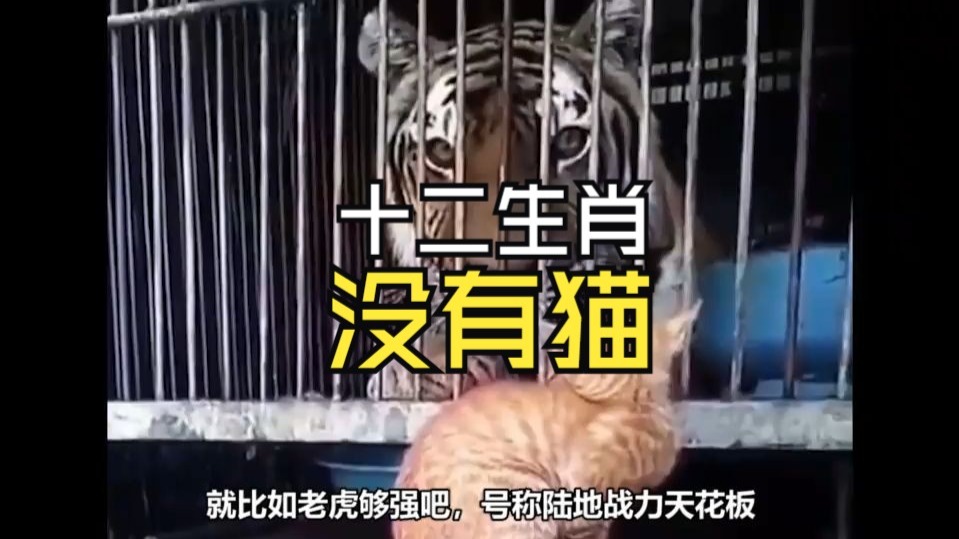 终于知道，十二生肖为什么没有猫啦