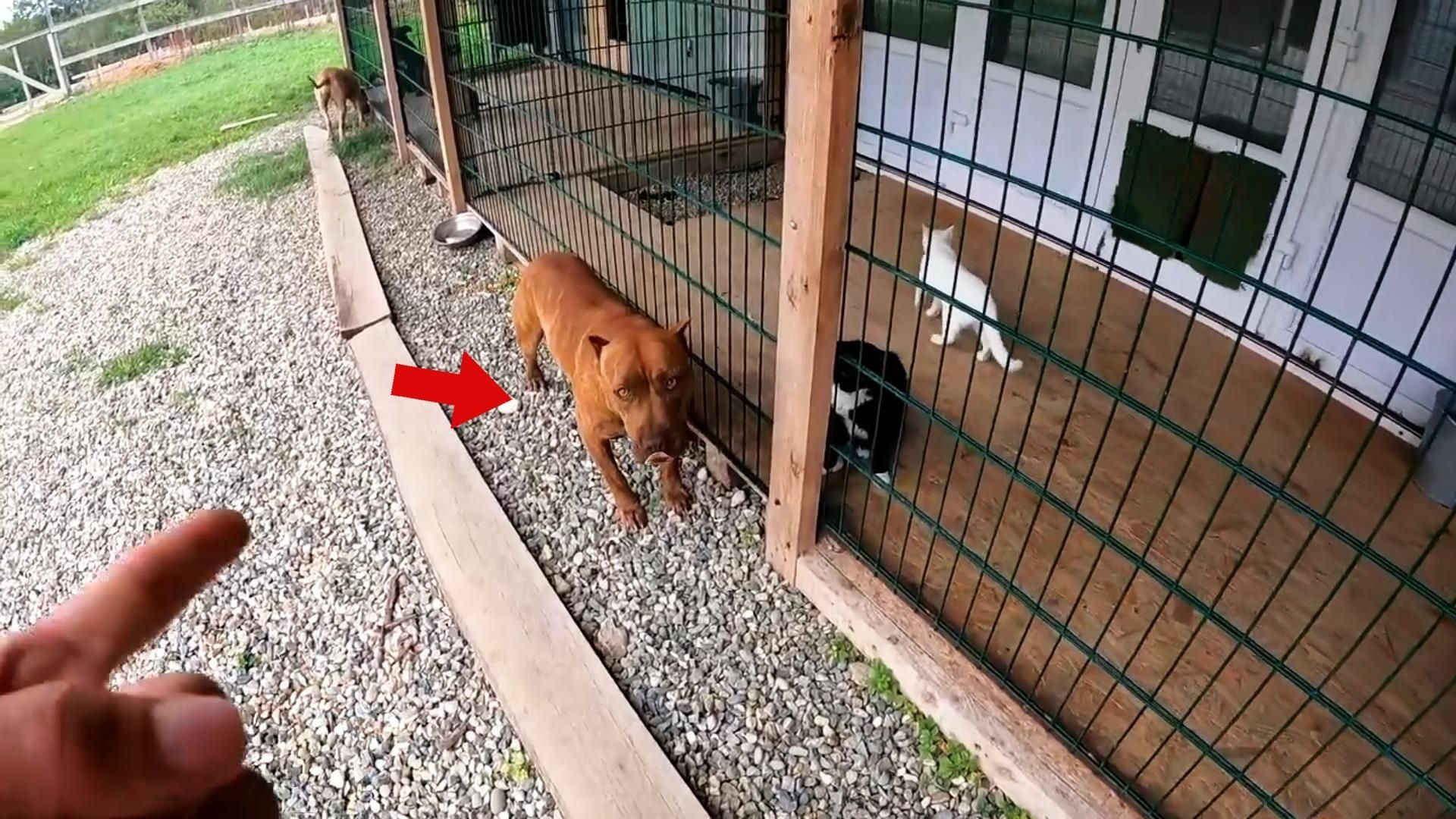 比特犬想吃掉笼内的猫咪，不料主人一个手势就吓坏了它，太逗了