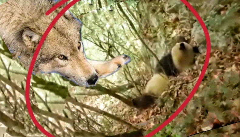 野生大熊猫幼崽被狼群盯上，躲悬崖上，获救后狼群闻着气味追赶！