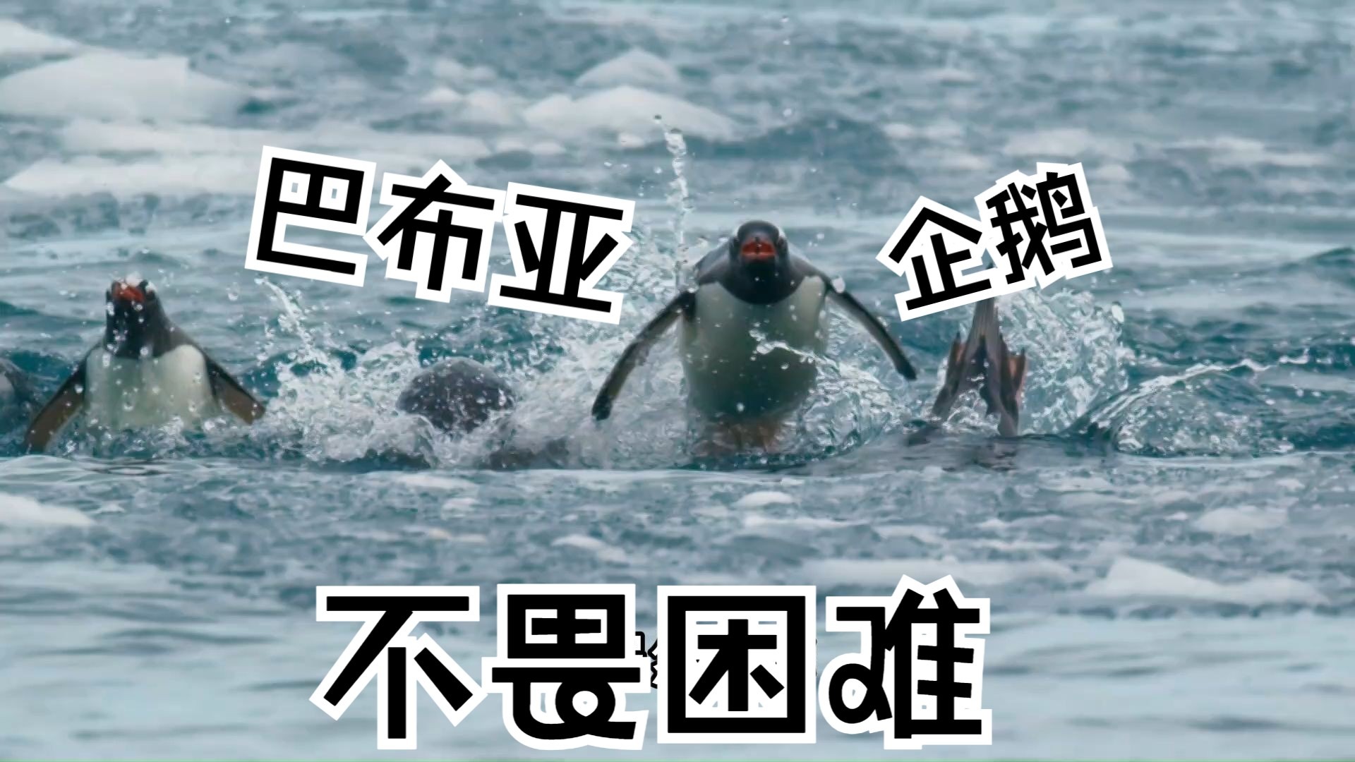 巴布亚企鹅