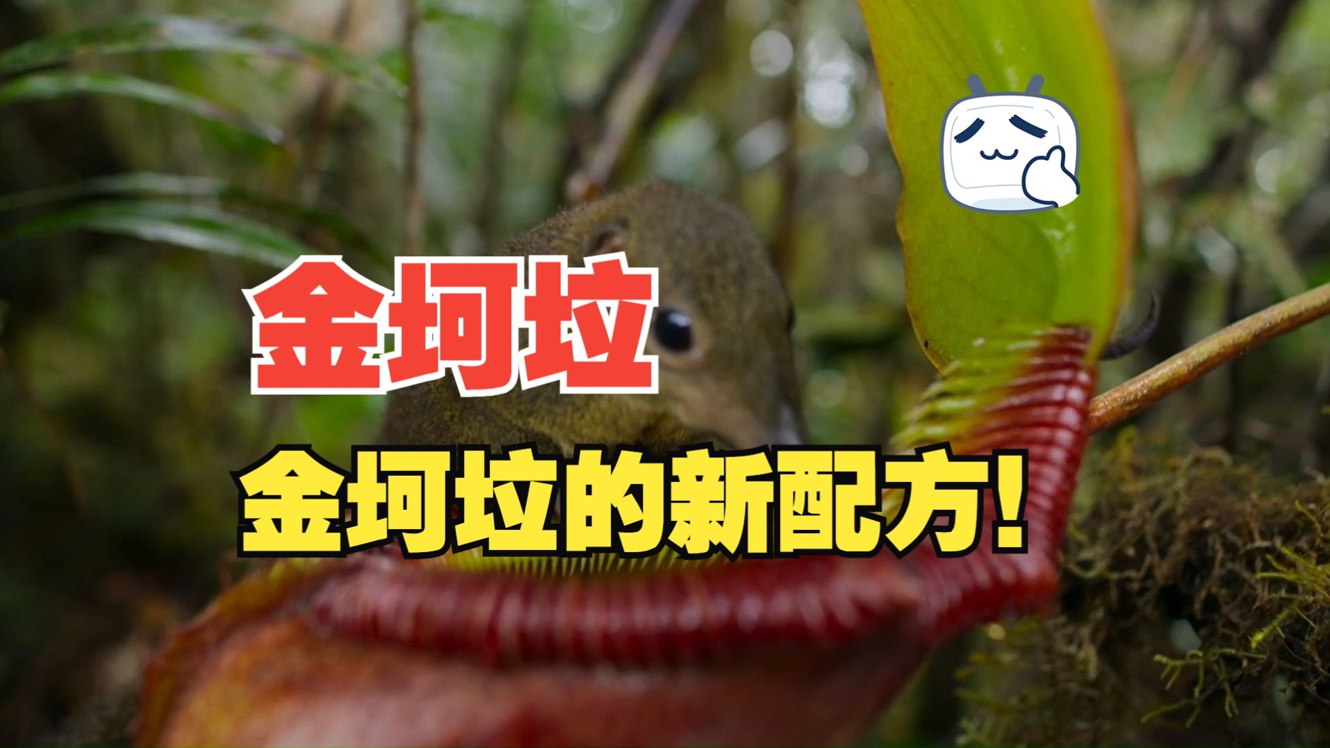 金坷垃的生产方找到了：树鼩！