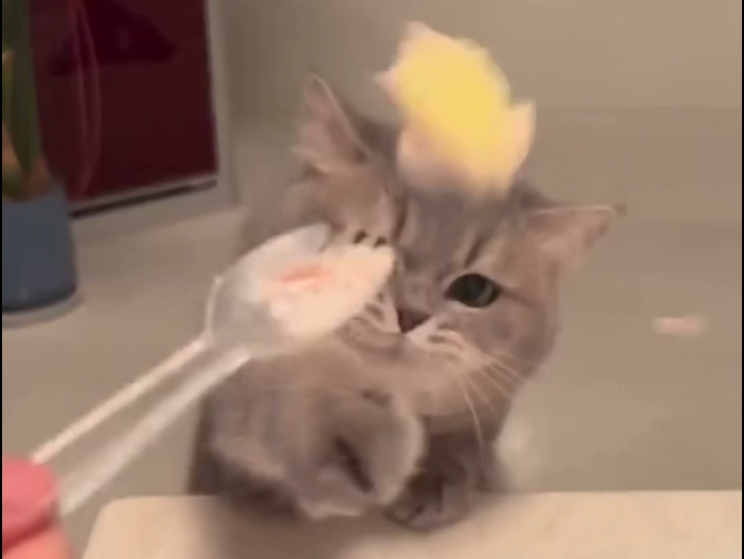 小猫！可以！！吃冰淇淋！！！！！！！！！！！！！！！！！！！！！！！！！！！！！！！！！！！！！！！！！！！！