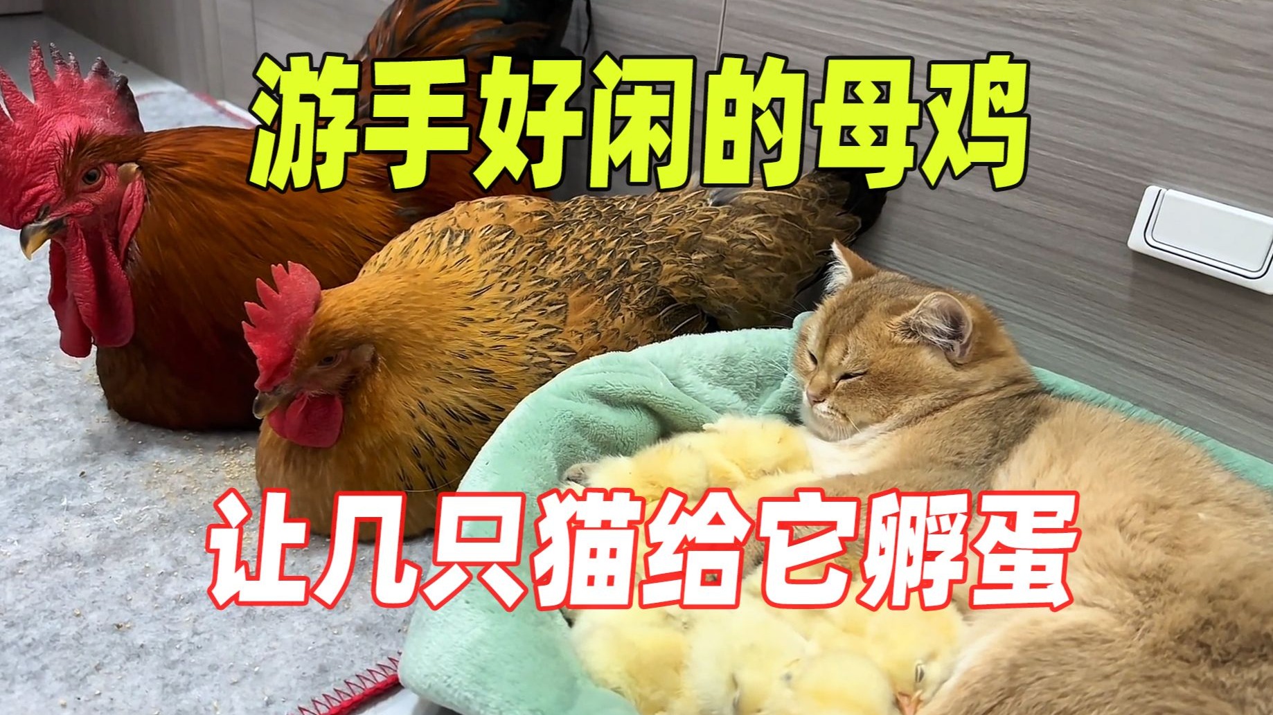 母鸡每天去猫窝里下蛋，让几只猫给它带孩子，简直太离谱了