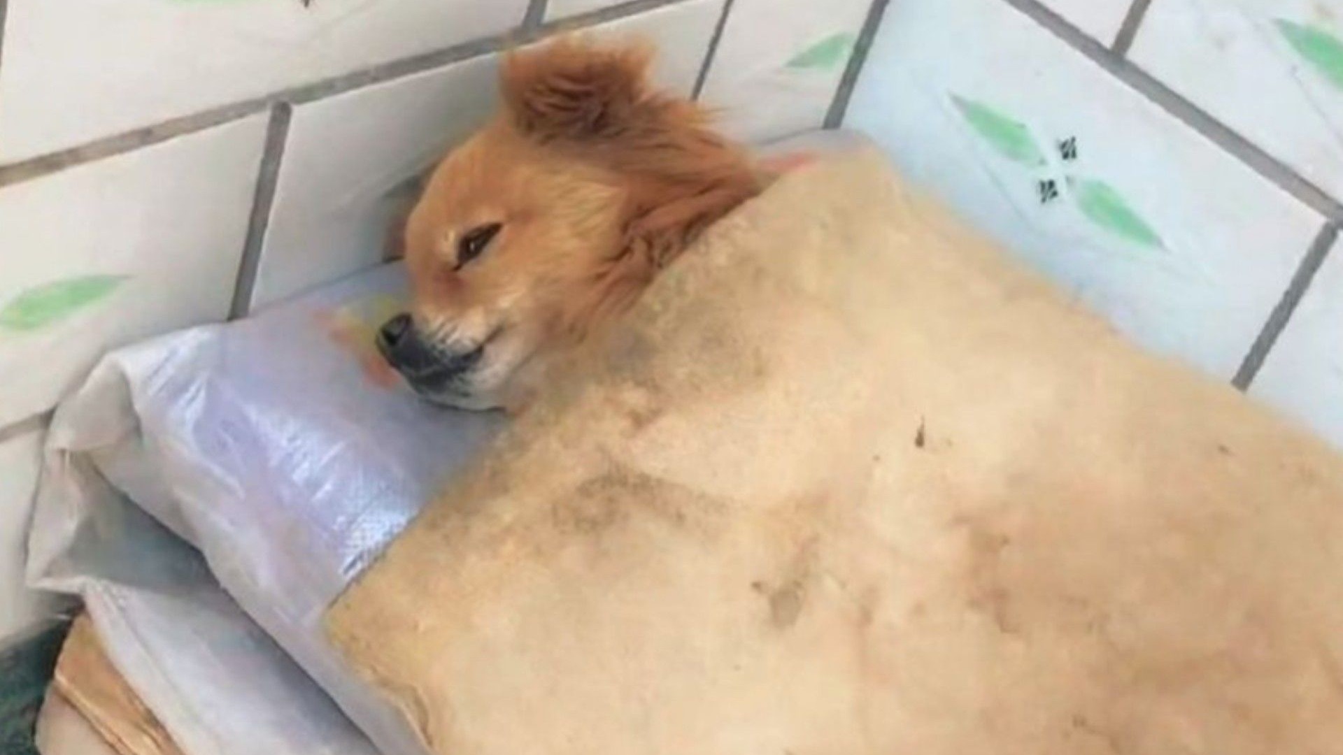 带你看看北方的狗子怎么过冬的#