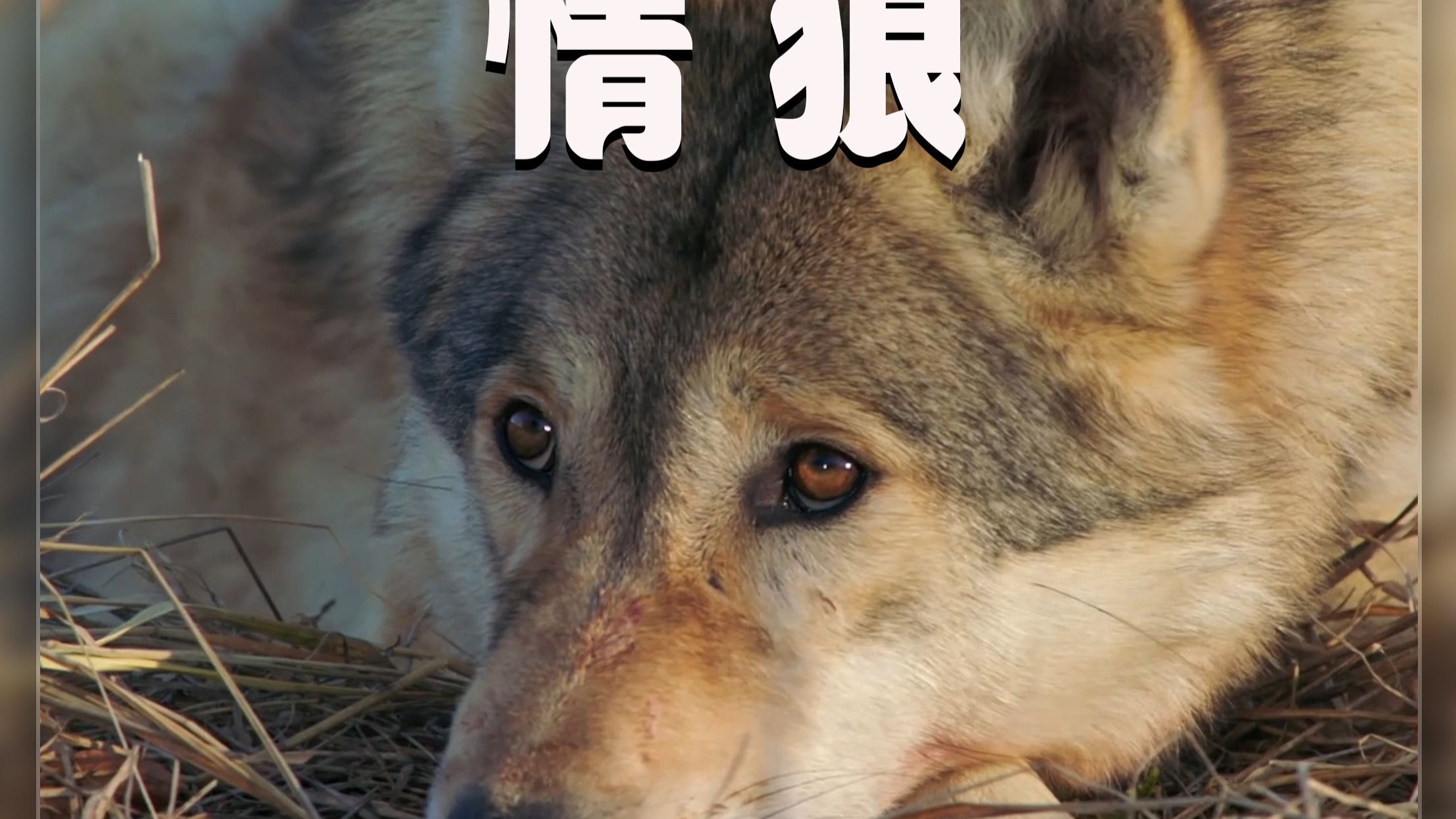 一头狼的死亡，一头狼的坚守，和一场近乎不可能的生存奇迹。