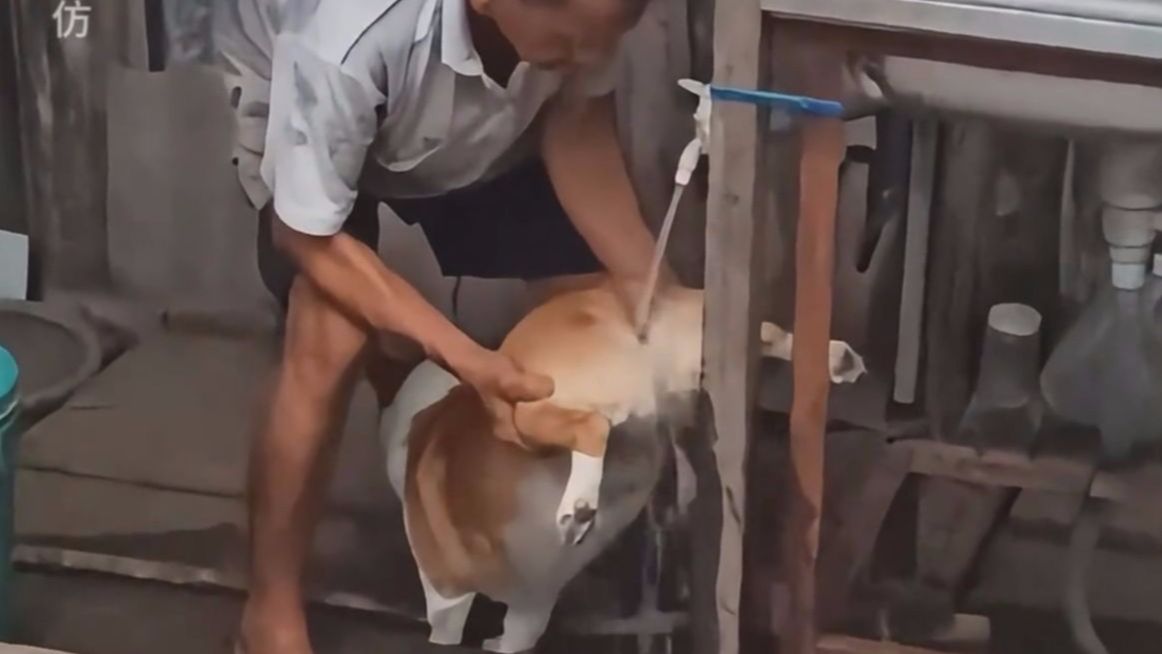 动物：你真是不干一点人事啊~
